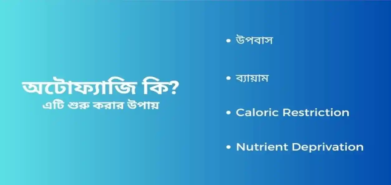 অটোফ্যাজি: শরীরের প্রাকৃতিক ‘সেল ক্লিনআপ’ প্রক্রিয়া, দীর্ঘায়ু ও রোগপ্রতিরোধে নতুন আশার আলো