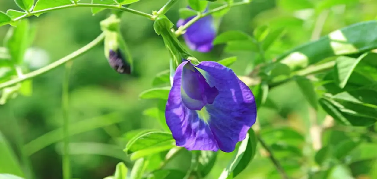  অপরাজিতা ফুল