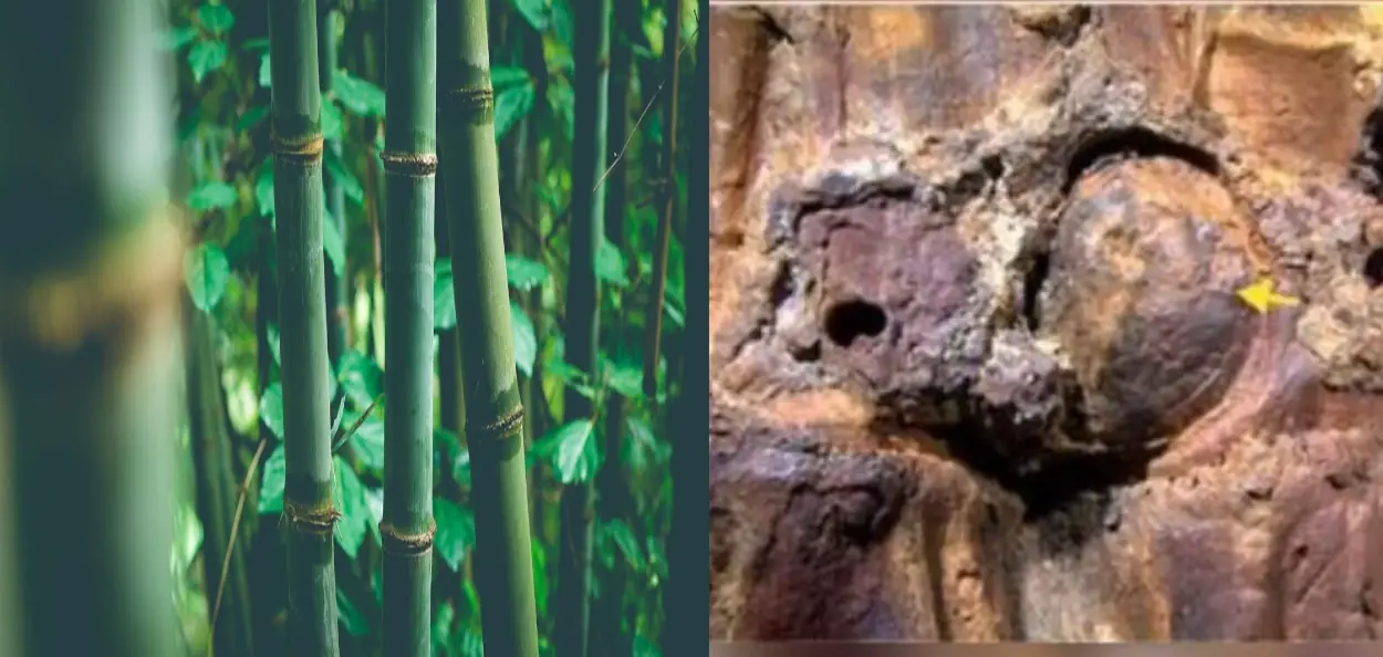 মণিপুরের ইম্ফল উপত্যকার চিরাং নদীর তীরে আনুমানিক ৩,৭০০ বছর পুরনো  বাঁশের জীবাশ্ম