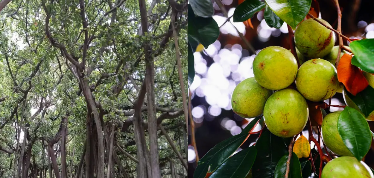  বোটানিক্যাল গার্ডেনে রসগোল্লা গাছের ভিড়