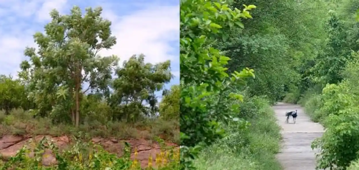 আরাবল্লীতে খননে নতুন লিজ দেওয়া হবে না, পরিবেশ সংরক্ষণের বার্তা কেন্দ্রের