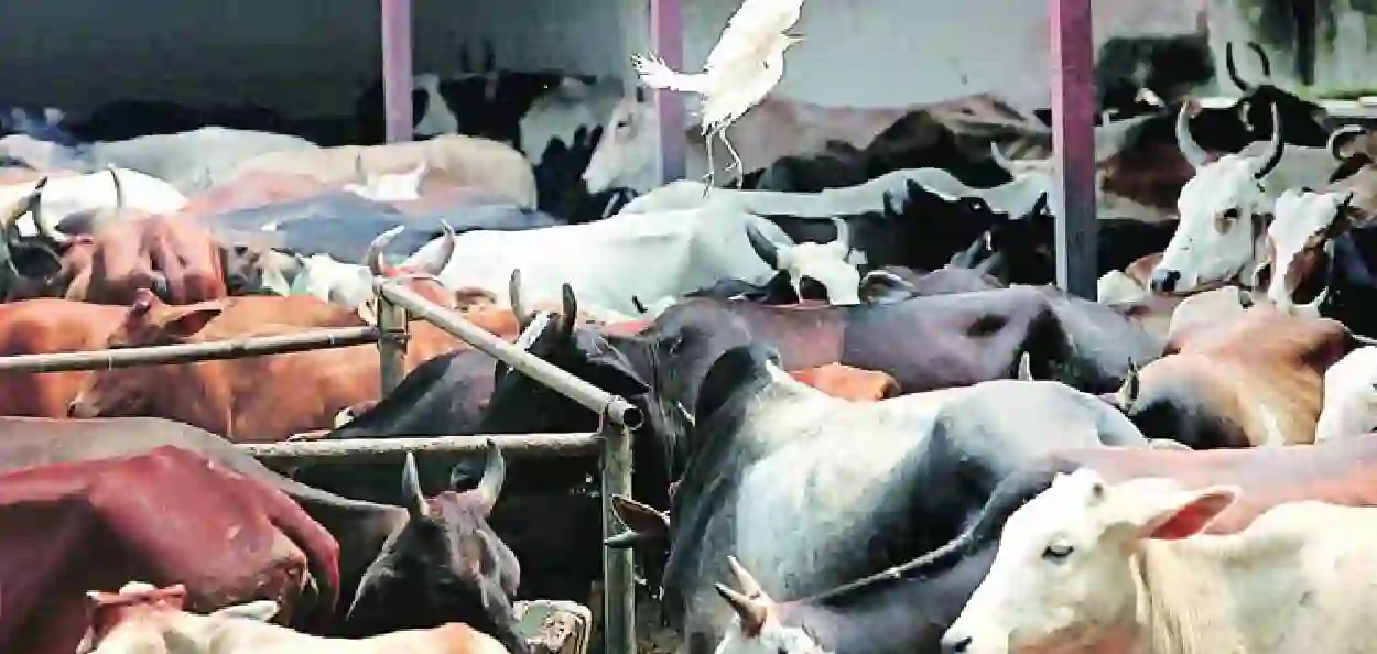পশ্চিমবঙ্গে সরকারি অনুমতি ছাড়া পশু জবাই নিষিদ্ধ