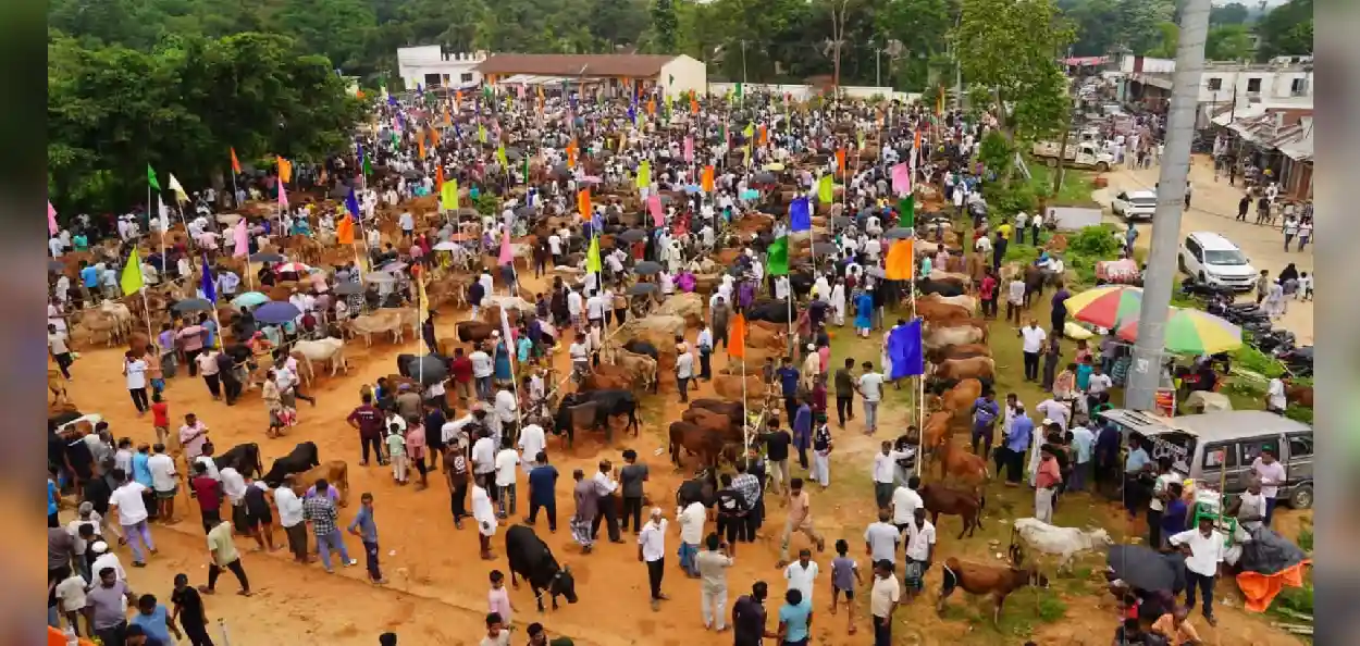 ত্রিপুরার বাক্সনগরে জমজমাট ঈদের পশু বাজার