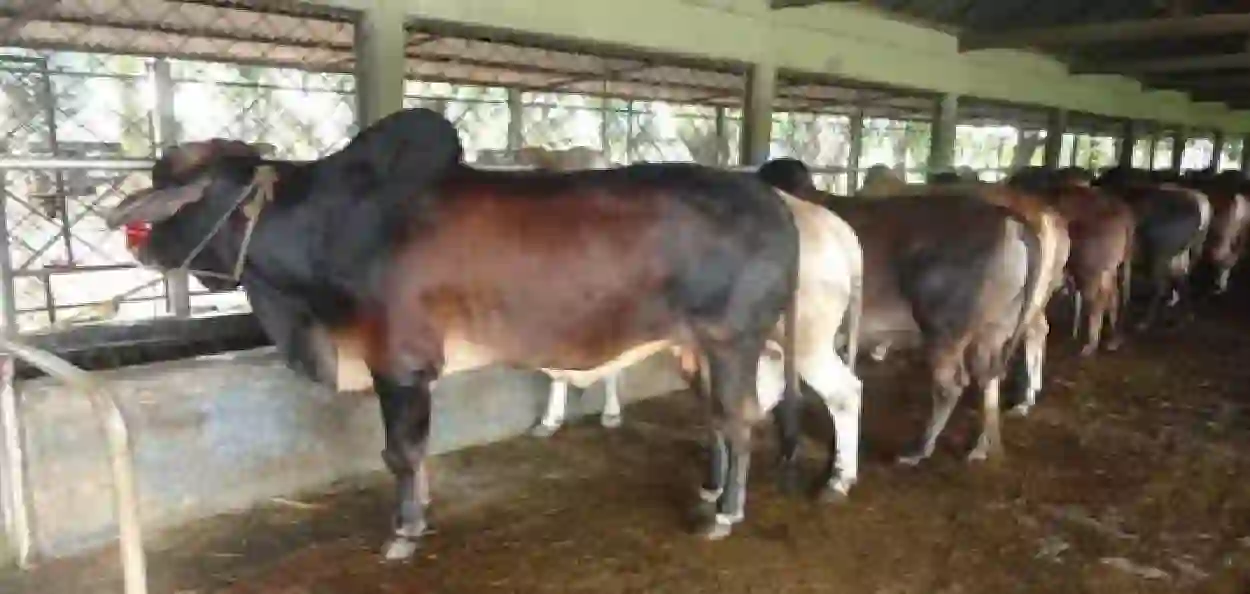 বাংলায় গরুর খামার ছবি