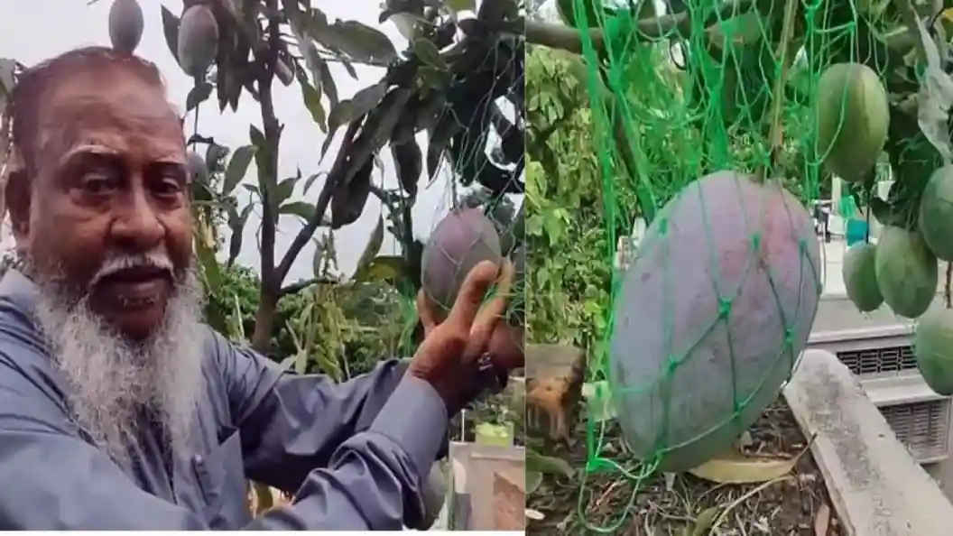 টবেই ফলছে জাপানের মিয়াজাকি আম, আরবের আজওয়া খেজুর! মুর্শিদাবাদের কৃষকের ছাদবাগান এখন আকর্ষণের কেন্দ্র