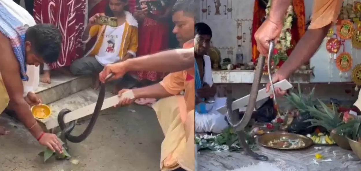 সাপ নয়, ‘মা ঝঙ্কেশ্বরী’! জ্যান্ত কেউটে পুজোয় মুখর পূর্ব বর্ধমানের পলসোনা