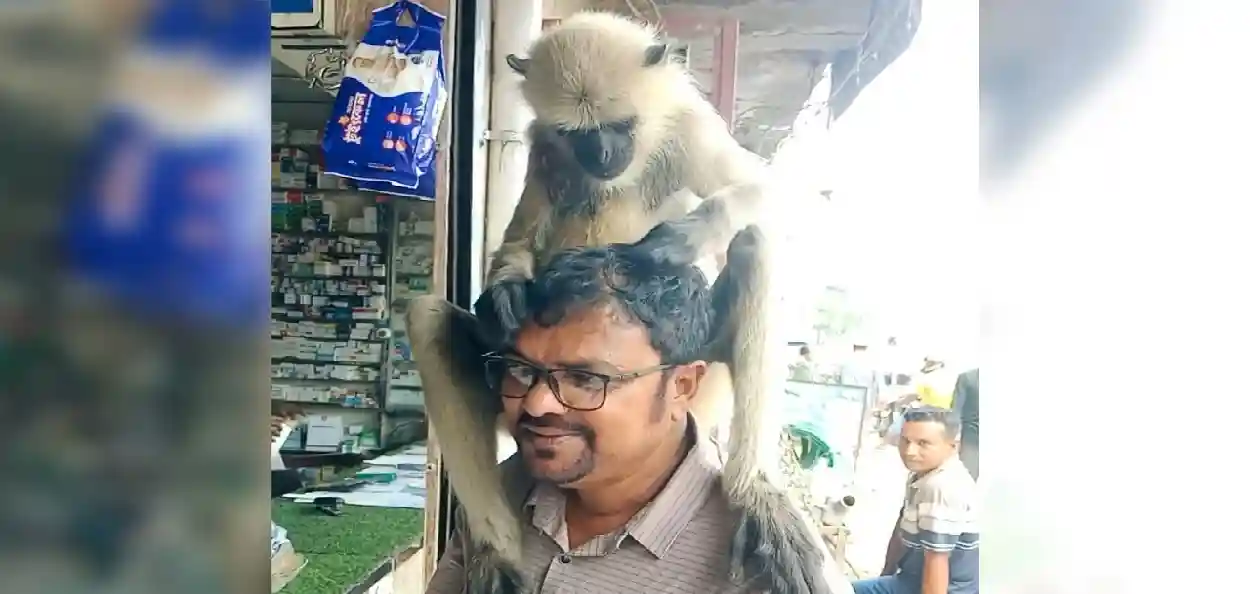 চিকিৎসার আশায় নিজেই ফার্মেসিতে! যশোরে কাঁধের ক্ষত দেখিয়ে সবার মন জয় করল কালোমুখ হনুমান