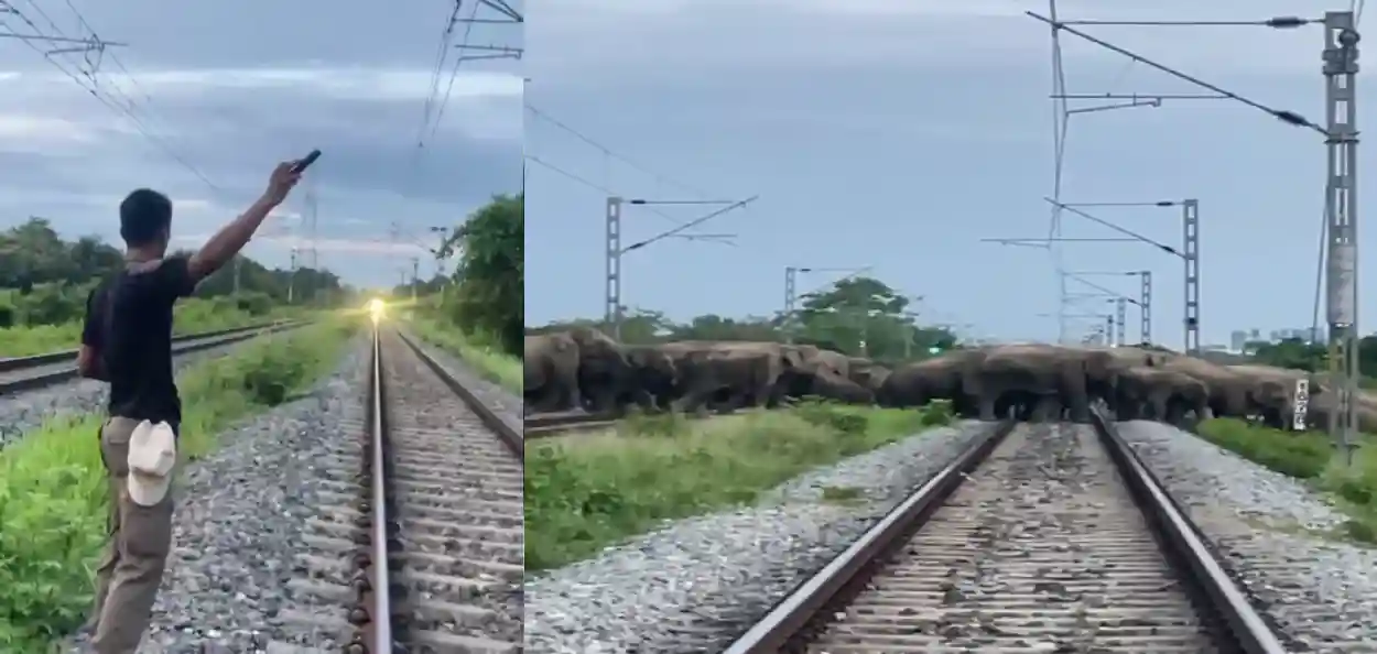 হাতির পাল রেললাইনে, তৎপরতায় অল্পের জন্য রক্ষা পেল ‘রাজধানী’! হোজাইয়ে বন দফতর ও রেলকর্মীদের নজিরবিহীন সমন্বয়