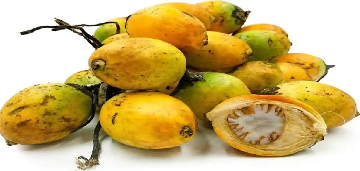 ২৫ হাজার বছর আগেও মাদকজাতীয় উদ্ভিদ ব্যবহার করত মানুষ! ইন্দোনেশিয়ায় মিলল প্রাচীনতম প্রমাণ!
