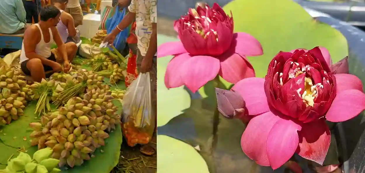 ওড়িশা-বেঙ্গালুরুর বদলে বাংলার পদ্মেই মায়ের চরণ সাজছে! ১৬-২০ টাকায় মিলছে গোলাপি পদ্ম, পুজোর বাজারে লাভের মুখ দেখছেন চাষিরা